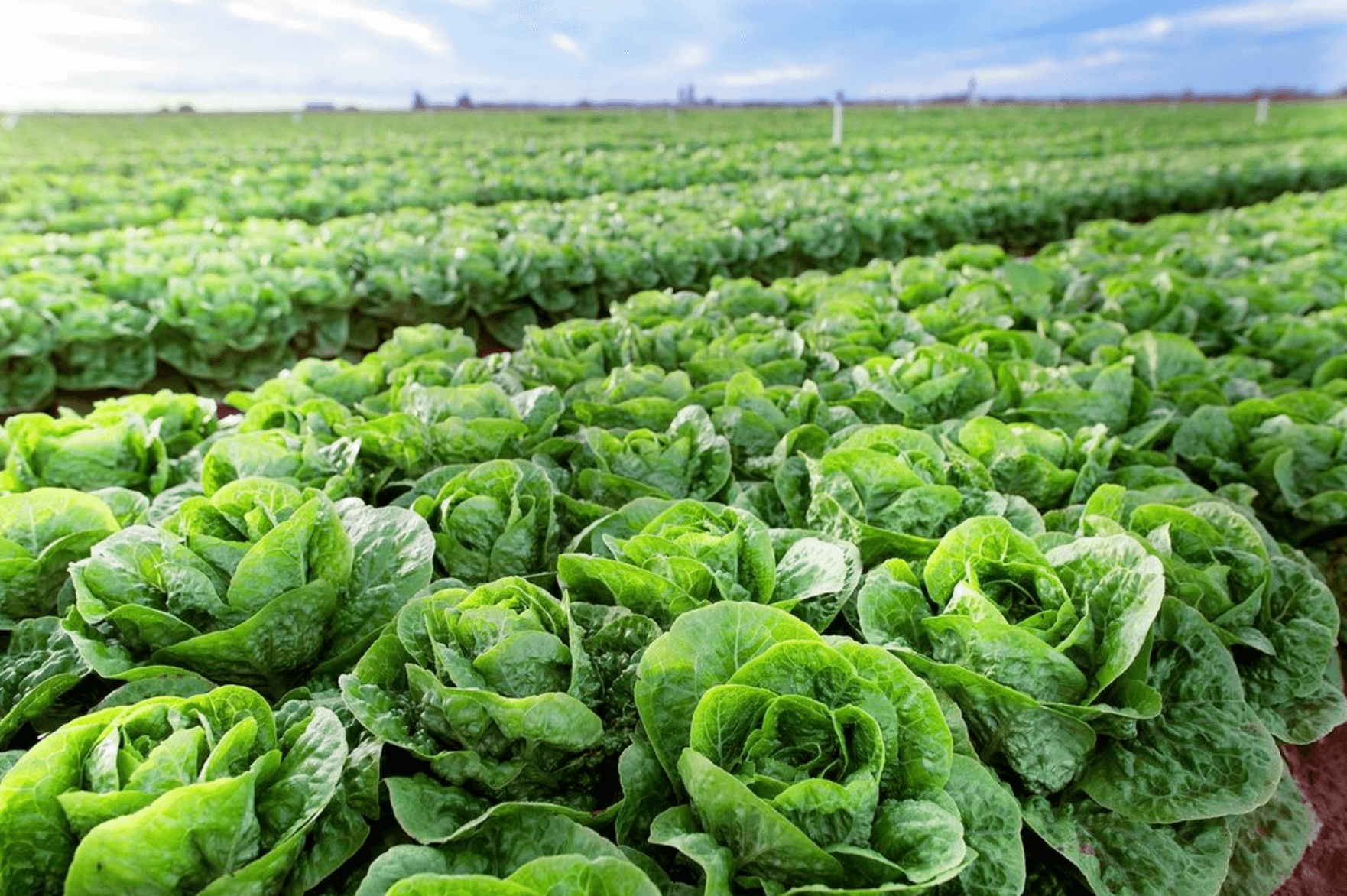 fresh select lettuce crop